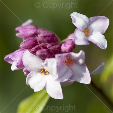 Daphne bholua 'Jacqueline Postill' 03