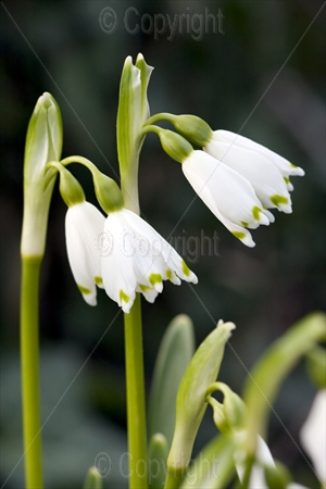 Snowdrop (Galanthus) 01