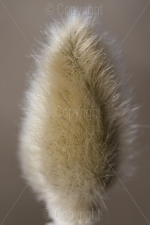 Pussy Willow (Salix) Catkin
