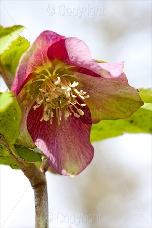 Hellebores 01