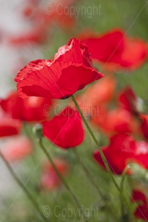 Poppy